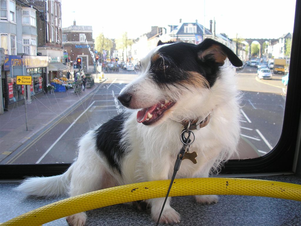 chien-bus