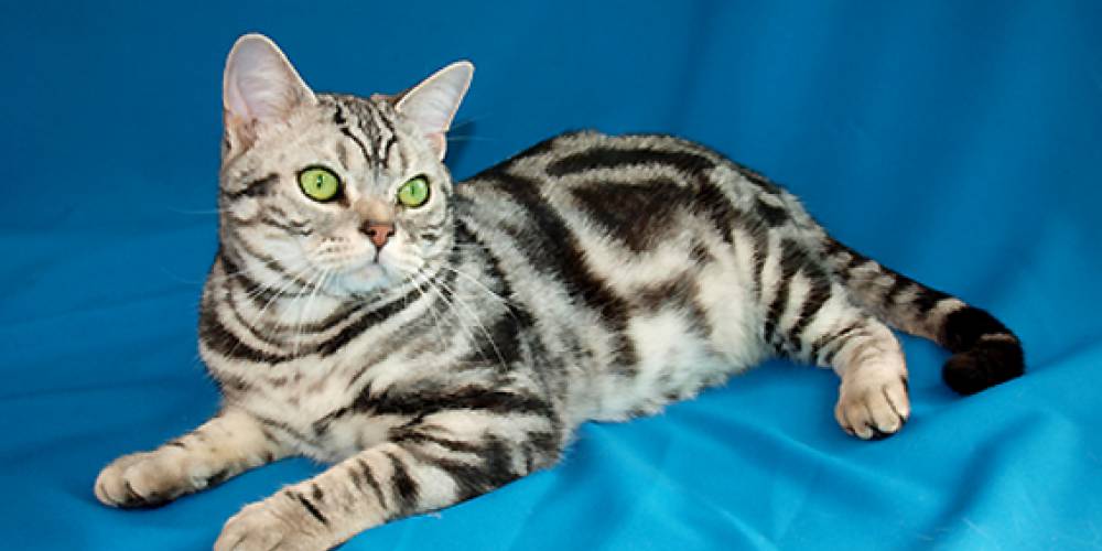 Race De Chat American Shorthair Mutuelle Animaux