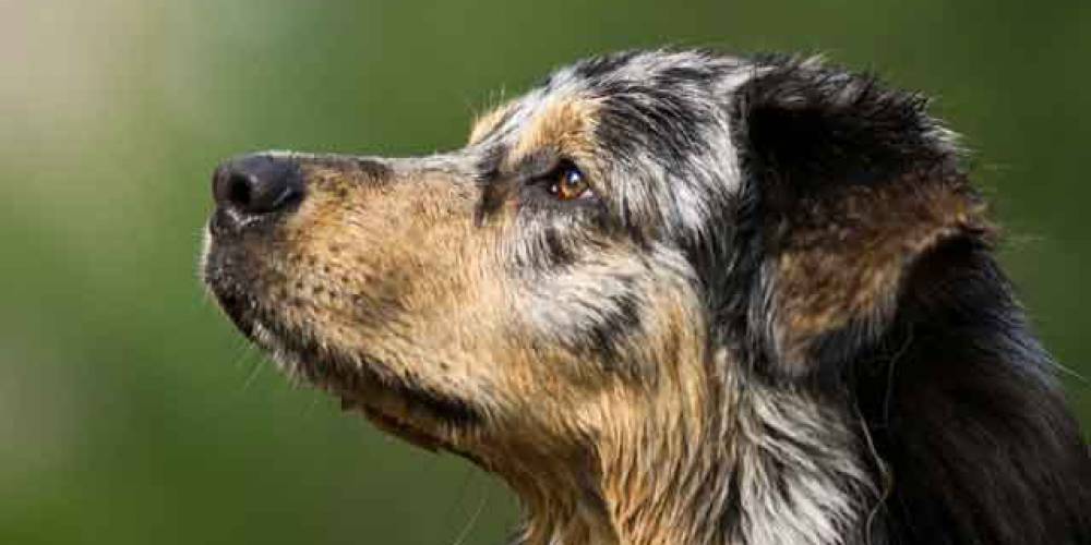 Race De Chien Berger Australien Mutuelle Animaux