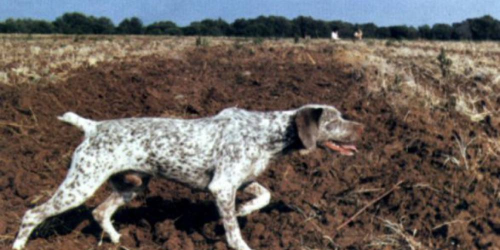 Race De Chien Braque Du Bourbonnais Mutuelle Animaux