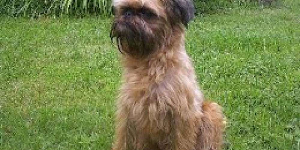 Race De Chien Griffon Belge Mutuelle Animaux