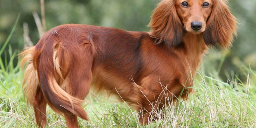 Race De Chien Teckel à Poil Dur Mutuelle Animaux